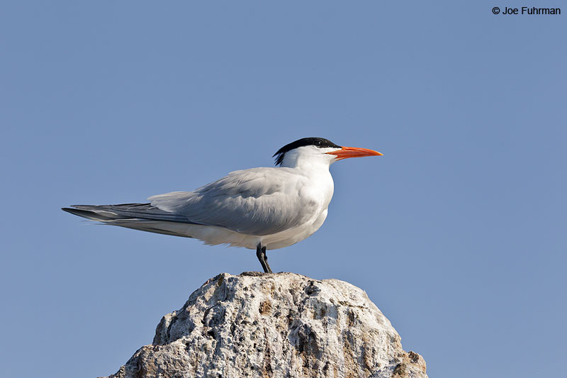 Royal Tern Nay., Mexico March 2013