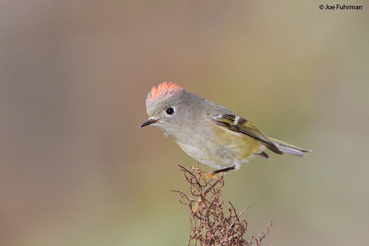 Ruby-crowned Kinglet L.A. Co., CA December 2009