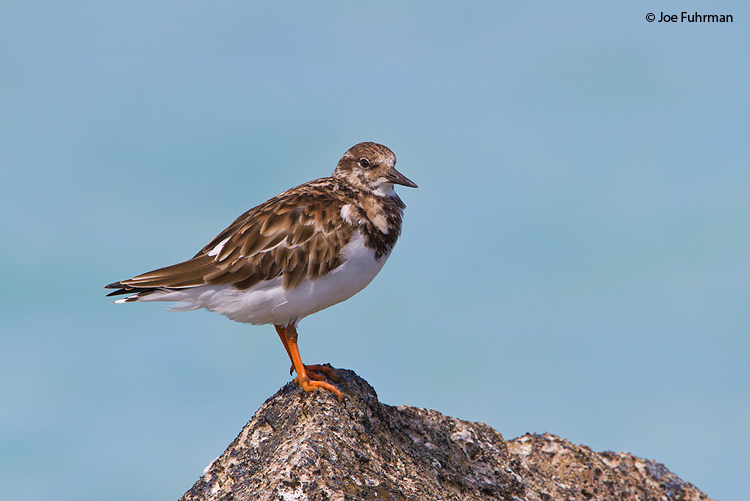 Ruddy Turnstone Midway Atoll, HA March 2010
