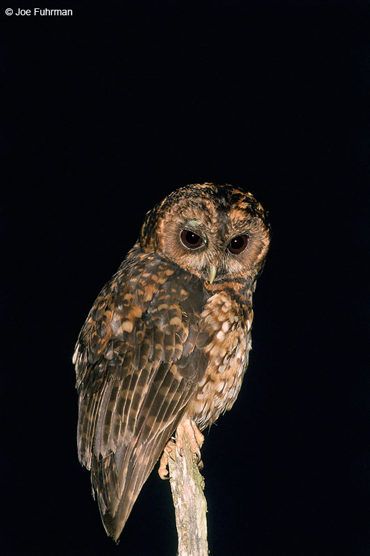 Rufous-banded Owl San Isidro, Ecuador   Dec. 2000