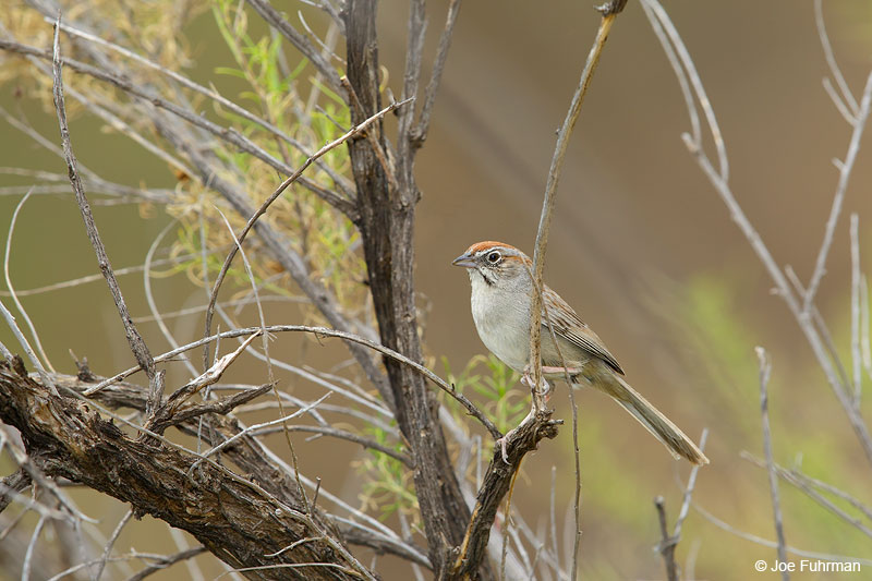 Rufous-crowned Sparrow Santa Curz Co., AZ June 2015