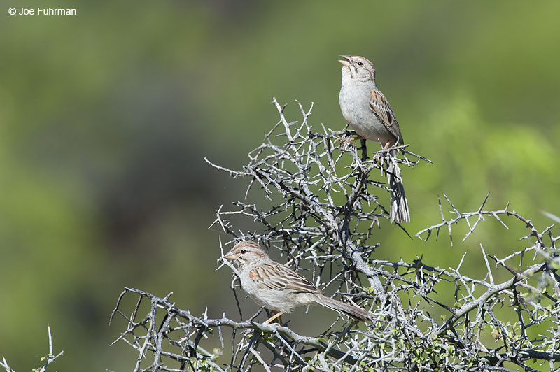 Rufous-winged Sparrow Pima Co., AZ   April 2013