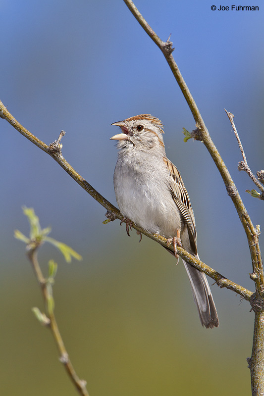 Rufous-winged Sparrow Pima Co., AZ   April 2010