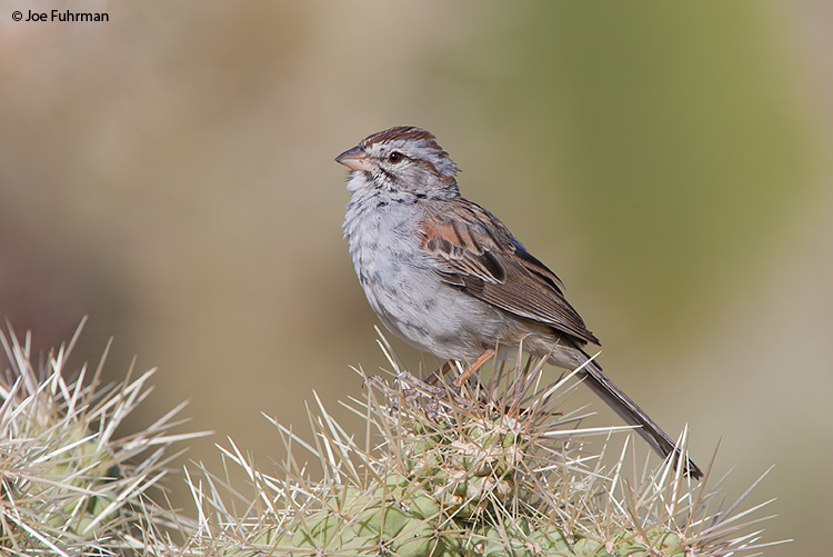 Rufous-winged Sparrow Pima Co., AZ   May 2006