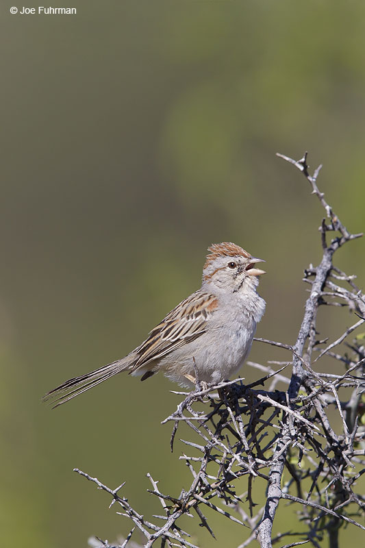 Rufous-winged Sparrow Pima Co., AZ   April 2013