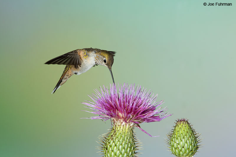 Rufous Hummingbird Apache Co., AZ Aug. 2014