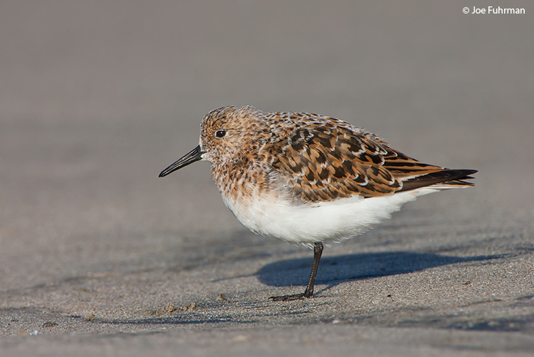Sanderling L.A. Co., CA May 2008