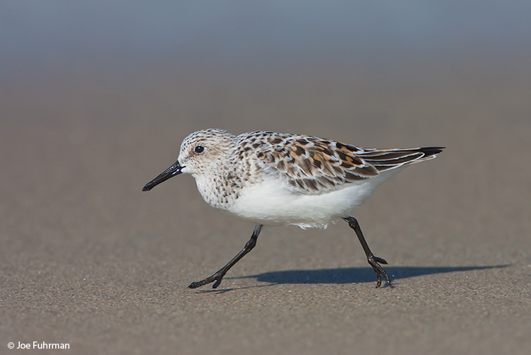 Sanderling L.A. Co., CA May 2008