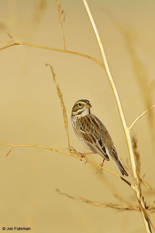 Savannah Sparrow Riverside Co., CA September 2016