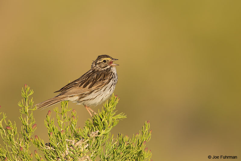 Savannah Sparrow Mono Co., CA June 2014
