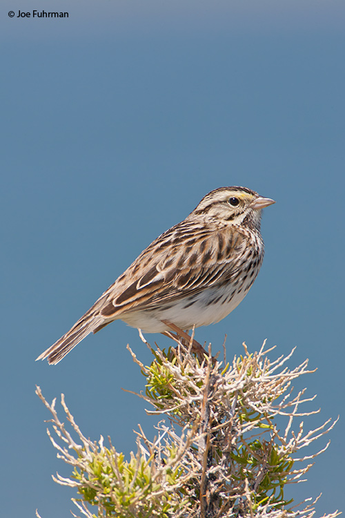 Savannah Sparrow (adult Belding's) Mono Co., CA June 2008