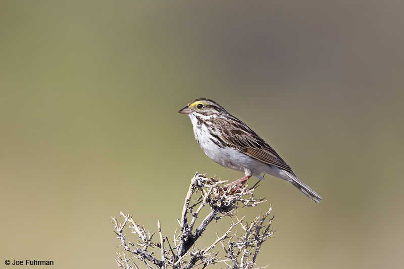 Savannah Sparrow Mono Co., CA June 2013