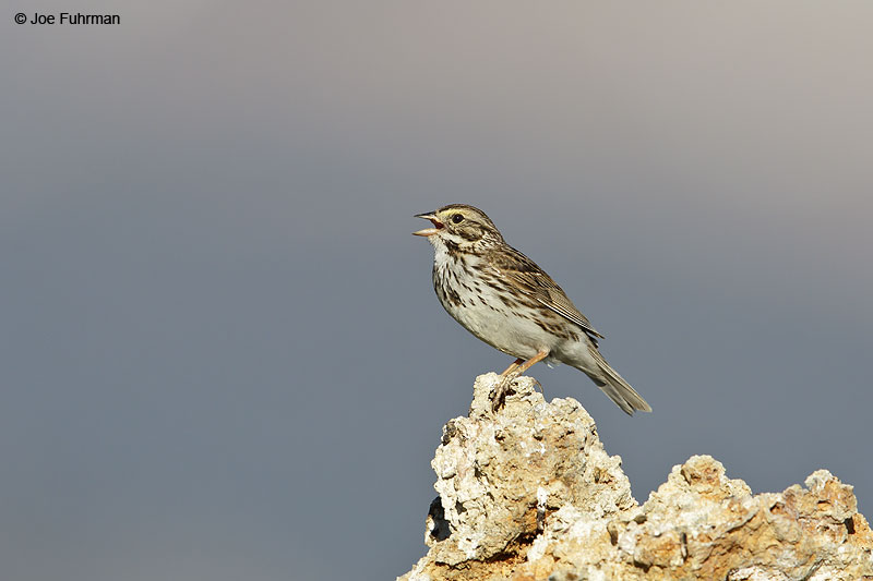 Savannah Sparrow Mono Co., CA June 2013