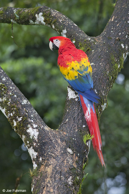 Scarlet Macaw Laguna del Lagarto Lodge, Costa Rica Jan. 2014