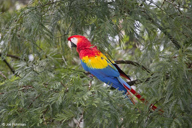 Scarlet Macaw Laguna del Lagarto Lodge, Costa Rica Jan. 2014