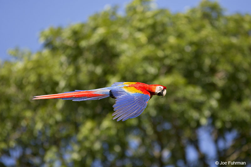 Scarlet Macaw Costa Rica Jan. 2014