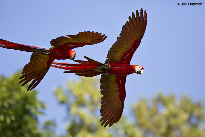 Scarlet Macaw Costa Rica Jan. 2014