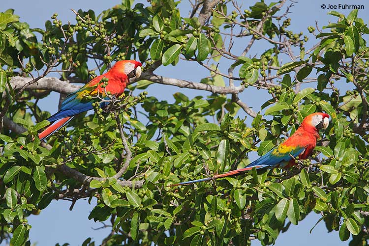 Scarlet Macaw Hato Pinero, Venezuela February 2009