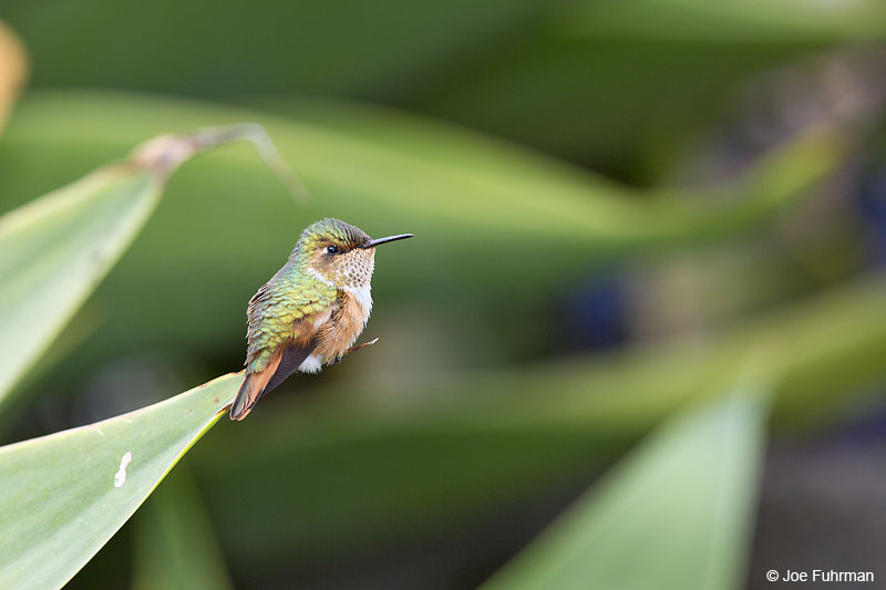 Scintillant Hummingbird Parque Nacional Los Quetzales, Costa Rica   Jan. 2014