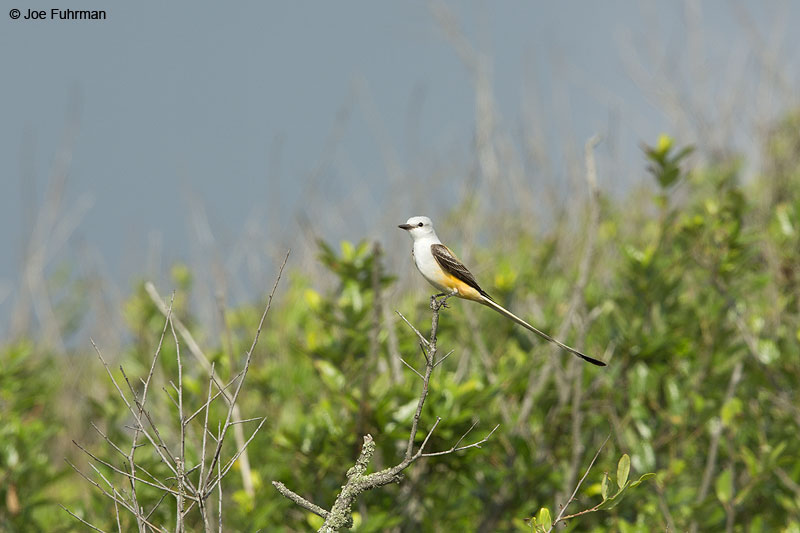 Scissor-tailed Flycatcher Galveston, TX April 2014
