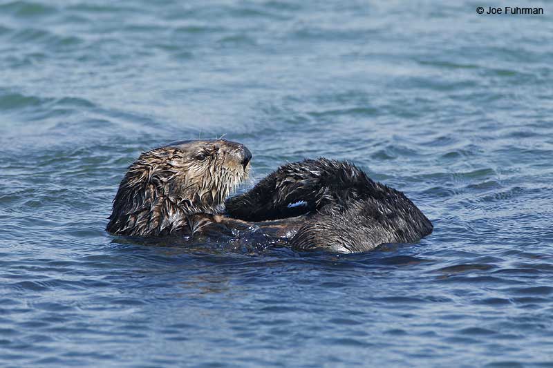 Sea Otter San Luis Obispo Co., CA Sept. 2010