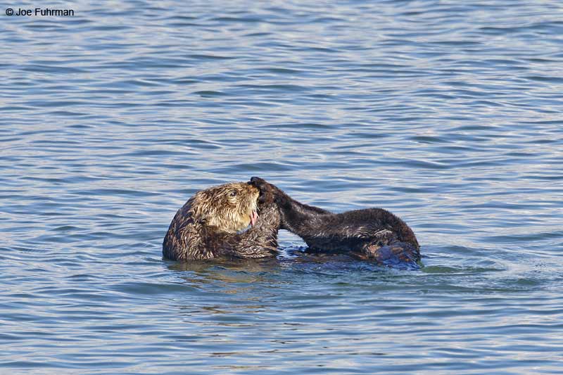 Sea Otter Monterey Co., CA Nov. 2012