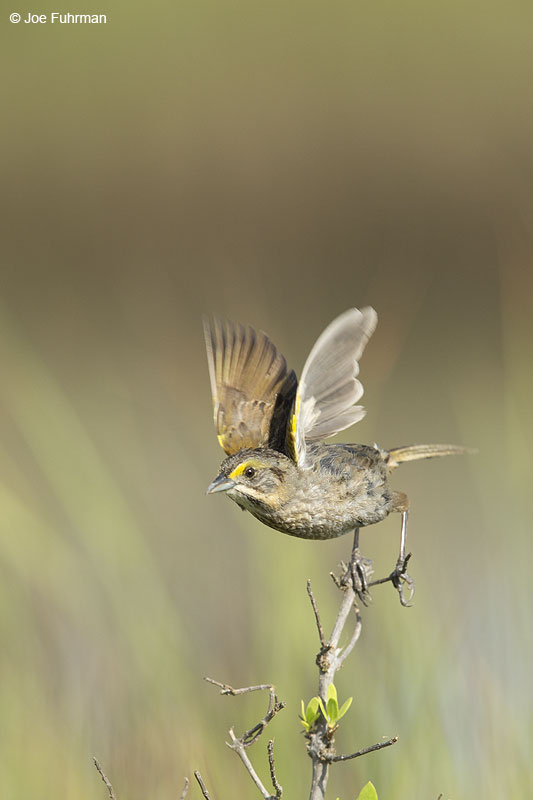 Seaside Sparrow (fisheri race) Galveston, TX May 2014