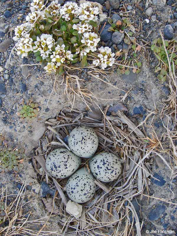 Semipalmated Plover nest Barrow, AK June 2012