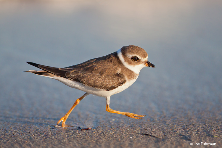 Semipalmated Plover L.A. Co., CA August 2009