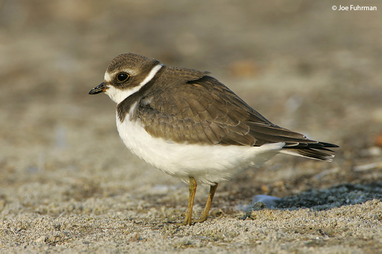 Semipalmated_Plover_NC5S2751