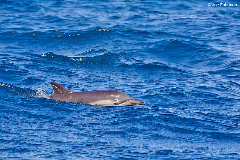 Short-beaked Common Dolphin Ventura Co., CA February 2016