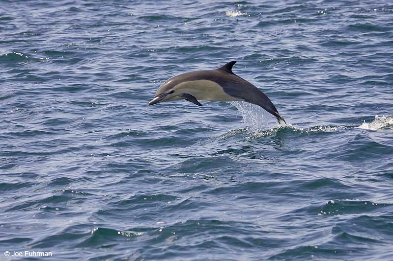 Short-beaked Common Dolphin Santa Barbara Co., CA August 2007
