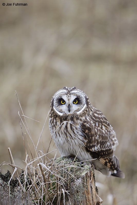 Short-eared Owl Ladner, B.C., Canada Feb. 2013