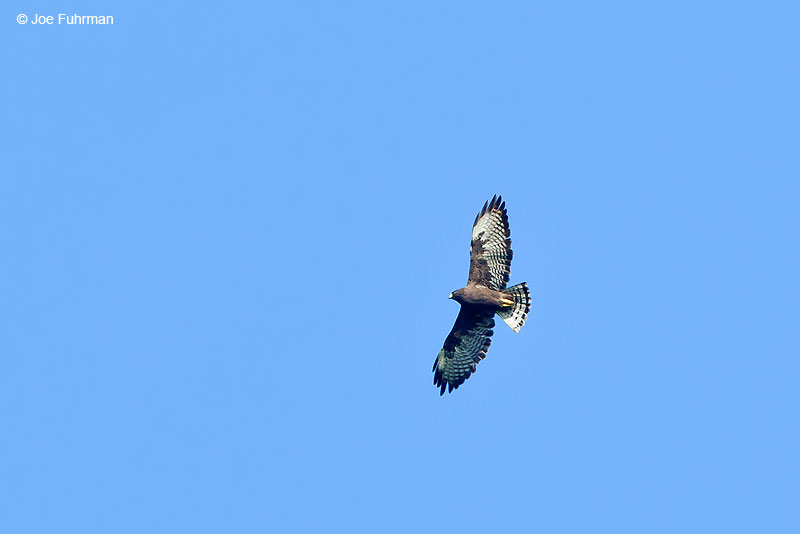 Short-tailed Hawk Nuevo Leon, Mexico   Sept. 2016