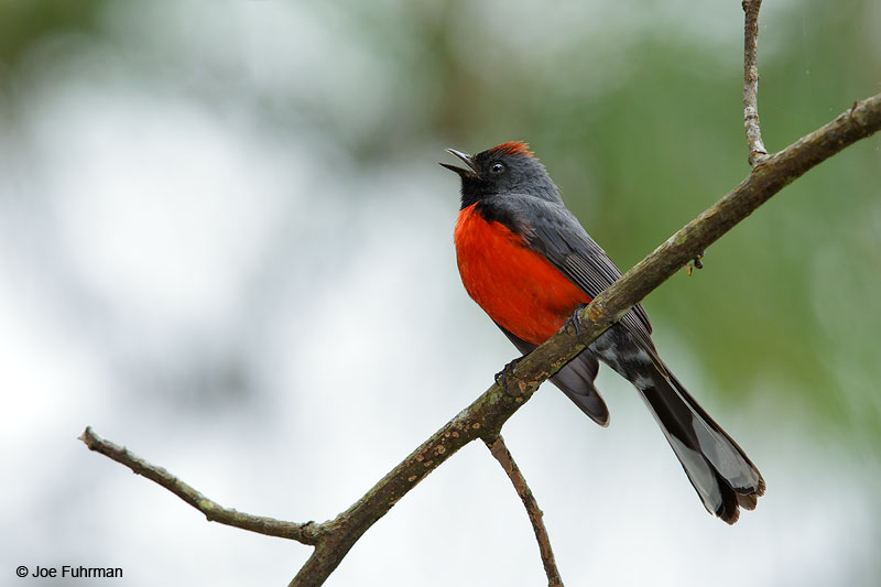 Slate-colored Redstart Reserva Chara Pinta, Sinaloa, Mexico April 2015