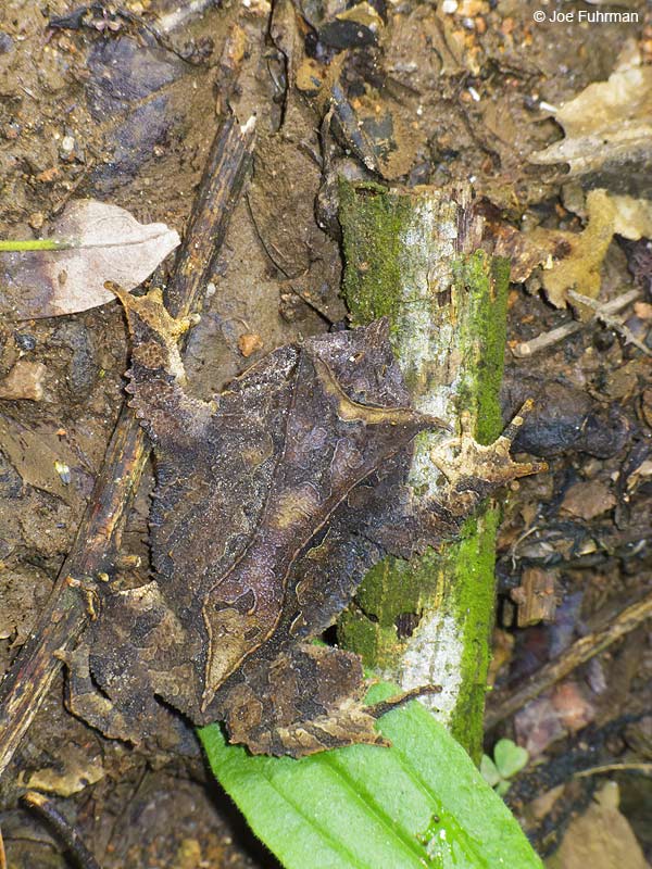Smooth Horned Frog-Itatiaia N.P., BrazilMarch 2008