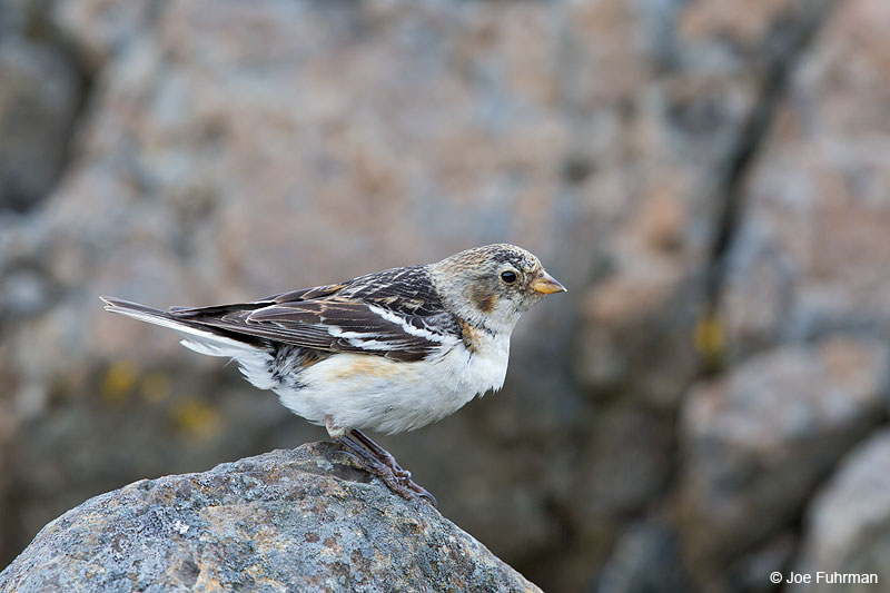 Snow Bunting Iceland July 2013