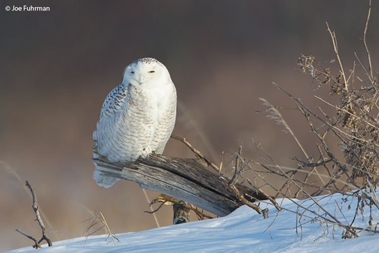Snowy Owl Amherst Island, Ontario, Canada February 2009