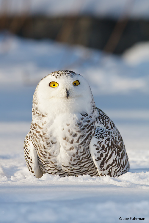 Snowy Owl female Ontario, Canada February 2009