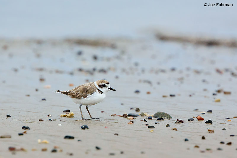 Snowy Plover L.A. Co., CA Aug. 2016