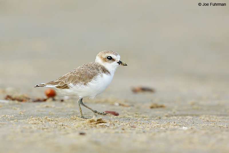 Snowy_Plover_07A5883