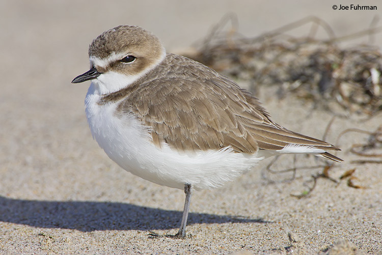 Snowy Plover L.A. Co., CA December 2007