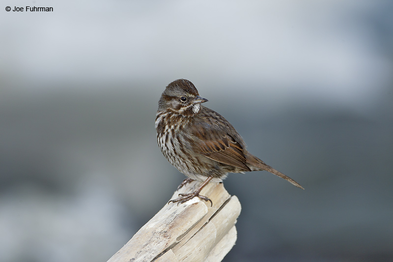 Song Sparrow Homer, AK   March 2011