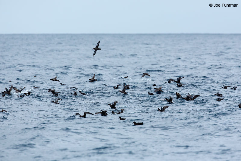 Sooty Shearwater Channel Islands National Park, CA July 2015