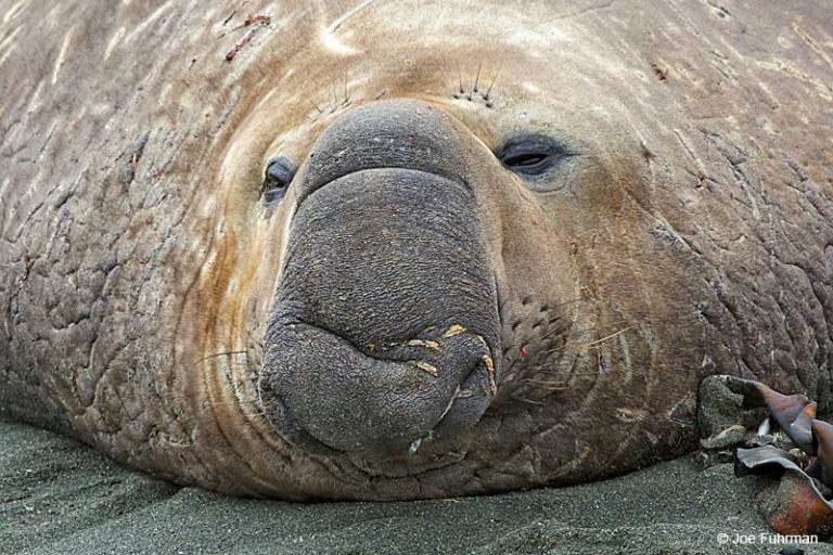 Southern Elephant Seal – Joe Fuhrman Photography