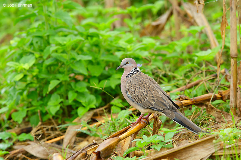 Spotted Dove Thailand October 2015