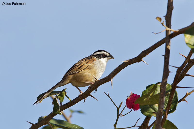 Stripe-headed Sparrow El Tuito, Jal., Mexico March 2013
