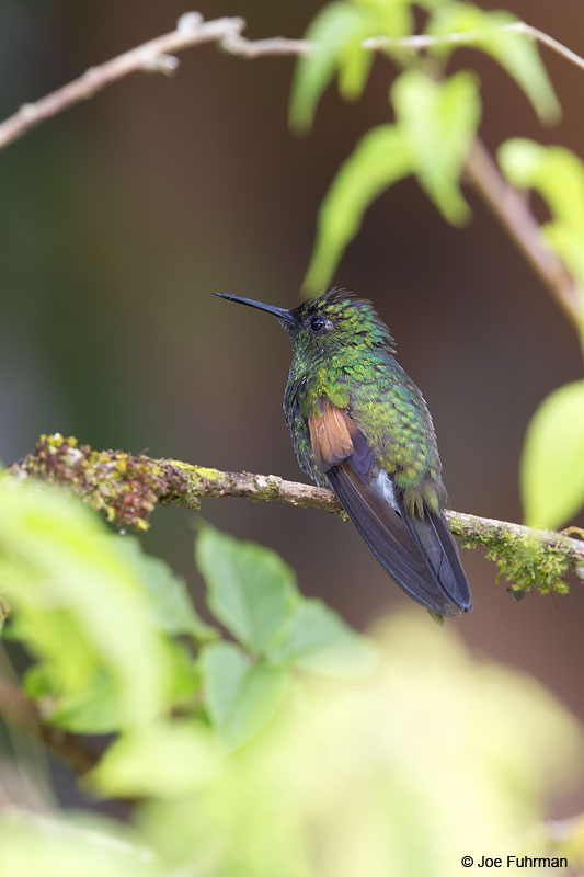 Black-bellied Hummingbird Parque Nacional Los Quetzales, Costa Rica   Jan. 2014