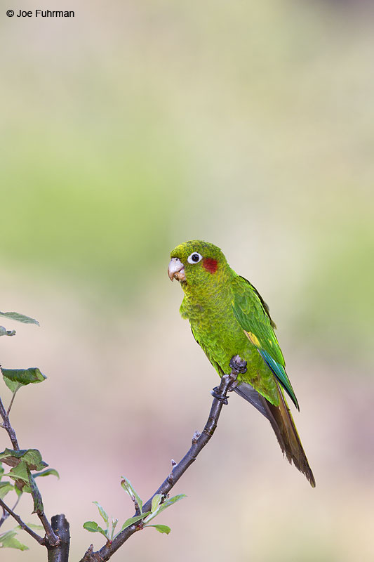 Sulfur-winged Parakeet Parque Nacional Los Quetzales, Costa Rica   Jan. 2014