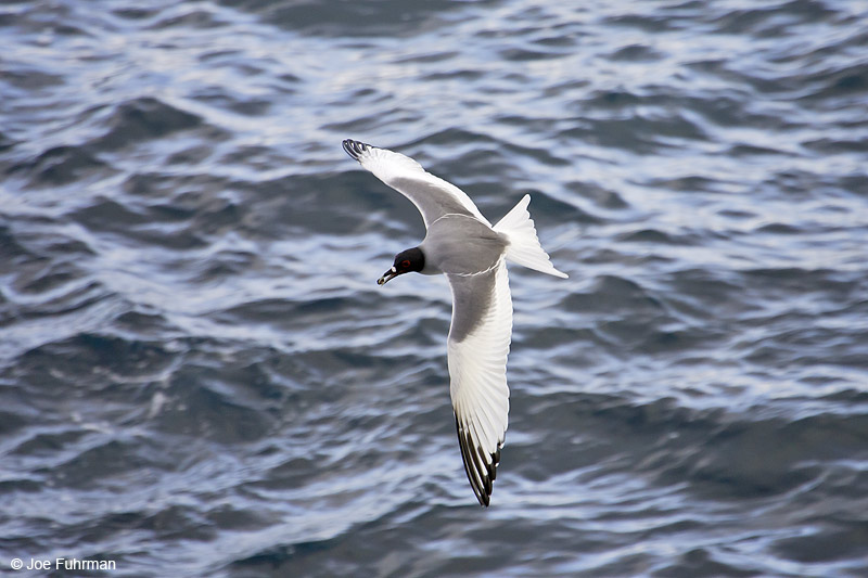 Swallow-tailed Gull Galapagos Islands, Ecuador   December 2005